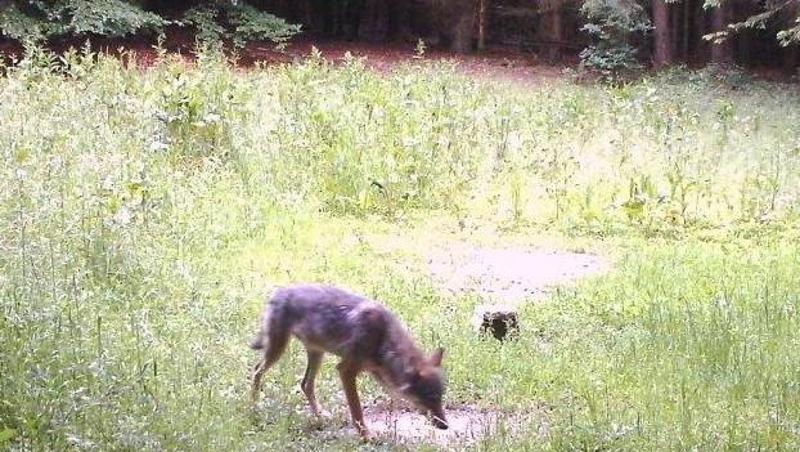 Ein Wolf auf dem Foto einer Wildkamera. Foto: -/Landesamt für Umwelt/dpa Ein Wolf auf dem Foto einer Wildkamera. Foto: -/Landesamt für Umwelt/dpa