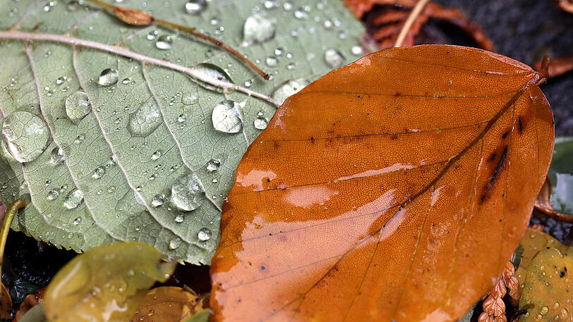 Weitere Herbst-Impressionen vom AZ-Stadtspaziergänger.