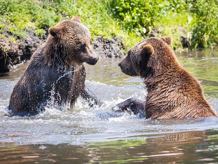 Planschen und abkühlen: Zwei Braunbären im Zoo Hoyerswerda bei Temperaturen um die 30 Grad Celsius in einem Gewässer.