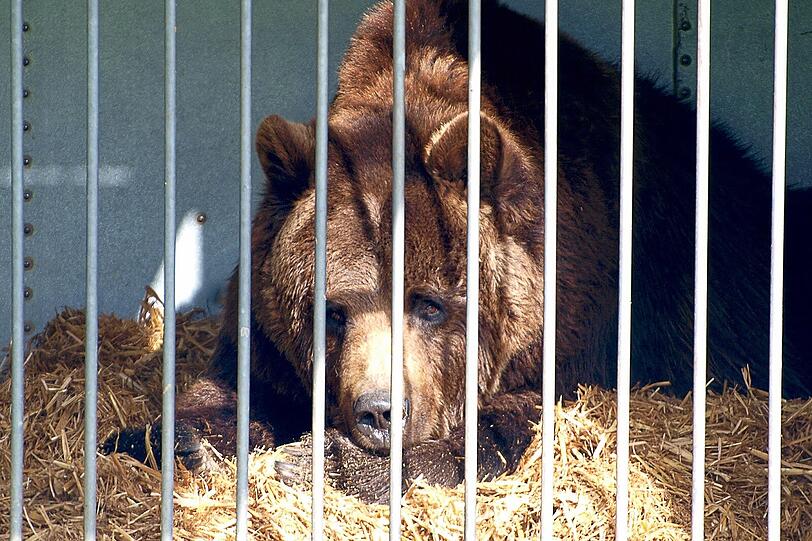 Ben war Deutschlands letzter Zirkus-Bär. Die Tierschützer hoffen, dass er auf einem Gnadenhof unterkommt.