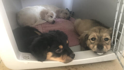 Die beschlagnahmten Hundewelpen aus München.