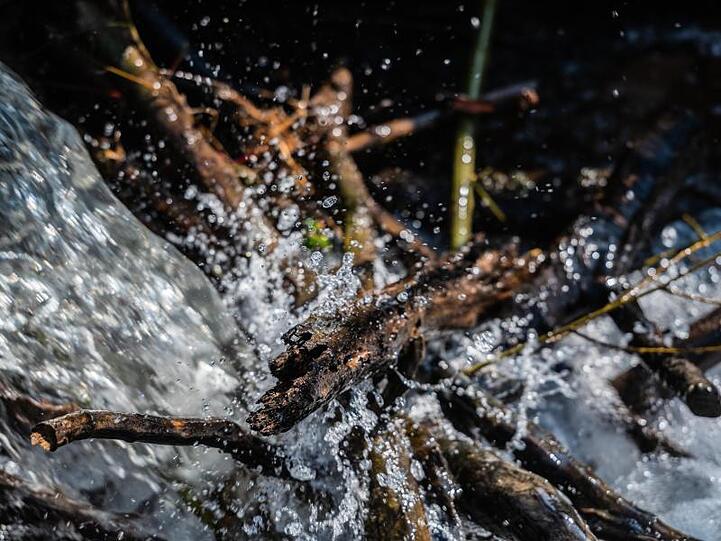 Wasser trifft an einem Biberdamm auf Gehölz. Foto: Andreas Arnold/dpa/Symbolbild