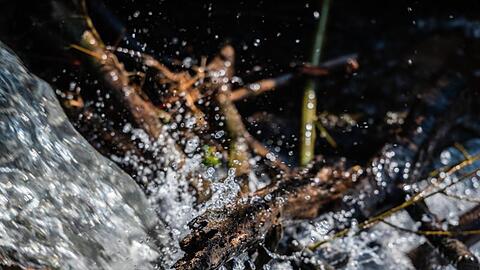 Wasser trifft an einem Biberdamm auf Gehölz. Foto: Andreas Arnold/dpa/Symbolbild