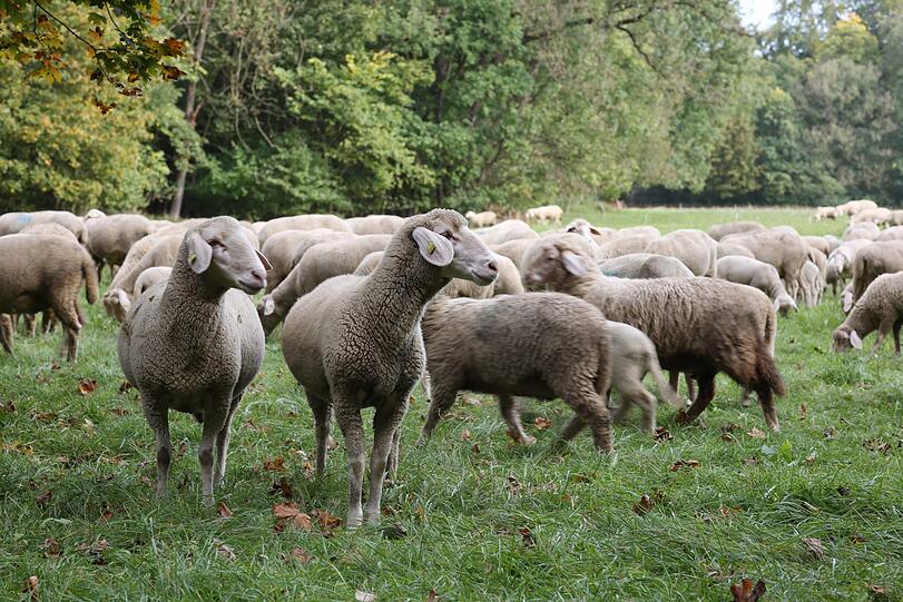 Schafe im Nordteil &ndash; manchmal ist auch ein schwarzes Schaf dabei.