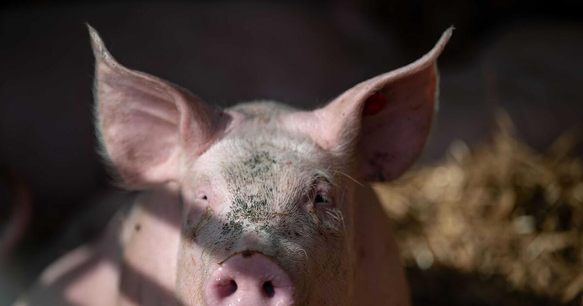 Entlaufene-Hausschweine-sorgen-f-r-Polizeieinsatz