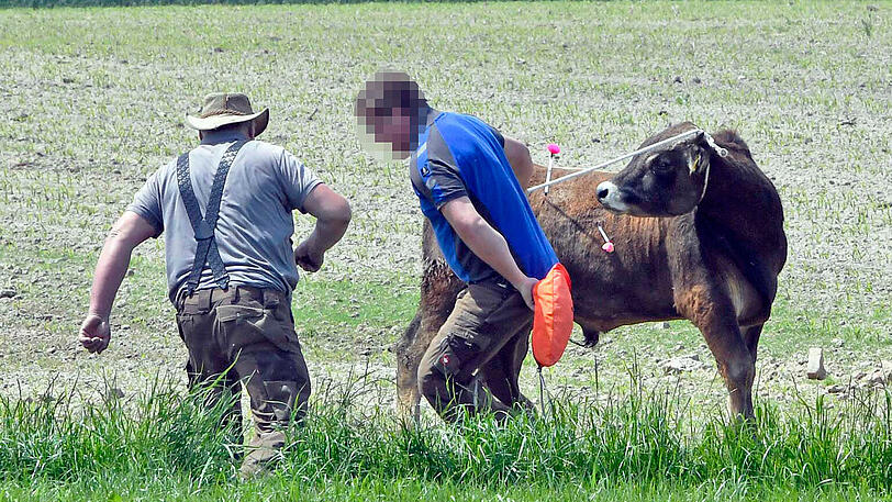 Wildwest an der A94: 17 entflohene Rindviecher hielten die "Cowboys" von Polizei und Feuerwehr stundenlang auf Trab. Die Bilder von der Stierhatz.