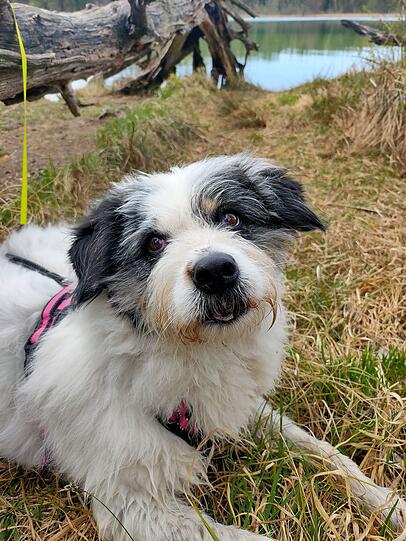 Frida ist meine Seelenhündin, hat super Blicke drauf, mal von oben herab, mal bestimmend, dann wieder ganz putzig oder lachend. Sie ist abenteuerlustig, macht gerne mit mir Unfug und Gewitter und Bus mag sie gar nicht.