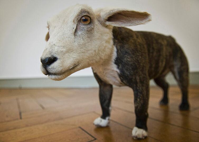 "Mistfit" ist der passende Titel dieses Bulldoggen-Schaf-Hybriden.