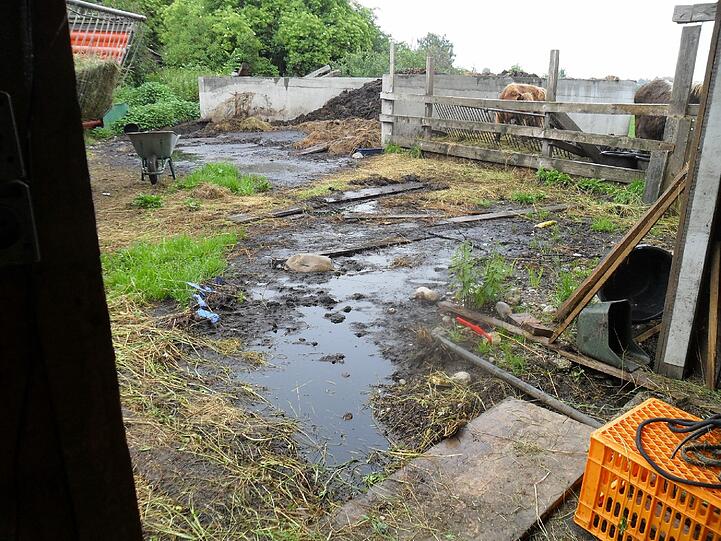Brackwasser, Schlamm und Dreck: Auf diesem Bauernhof im Kreis Ebersberg vegetierten die Vierbeiner der Angeklagten dahin.
