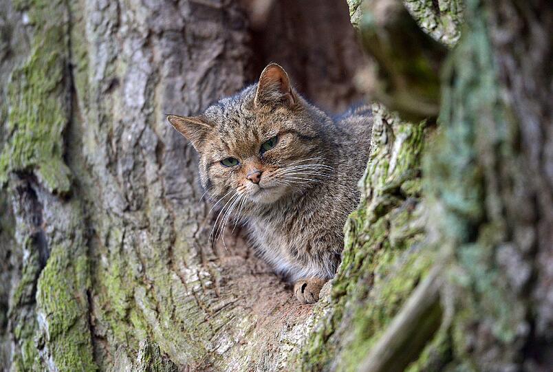 Die Wildkatze (Foto), eigentlich ein bayerischer Ur-Einwohner, ist größer und gedrungener als die Hauskatze, die ursprünglich aus Asien stammt.