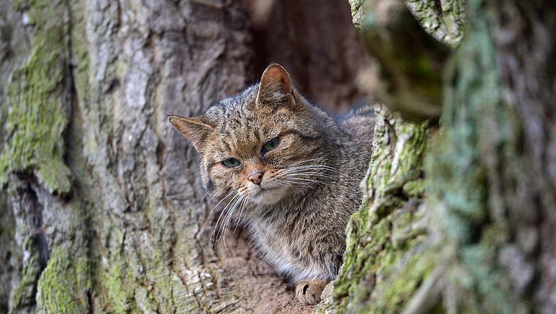 Die Wildkatze (Foto), eigentlich ein bayerischer Ur-Einwohner, ist größer und gedrungener als die Hauskatze, die ursprünglich aus Asien stammt. Die Wildkatze (Foto), eigentlich ein bayerischer Ur-Einwohner, ist größer und gedrungener als die Hauskatze, die ursprünglich aus Asien stammt.
