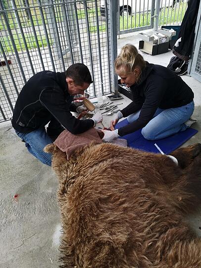 Ein Braunbär muss unter Narkose behandelt werden, weil er Probleme mit seinen Zähnen hat. Ein Braunbär muss unter Narkose behandelt werden, weil er Probleme mit seinen Zähnen hat.