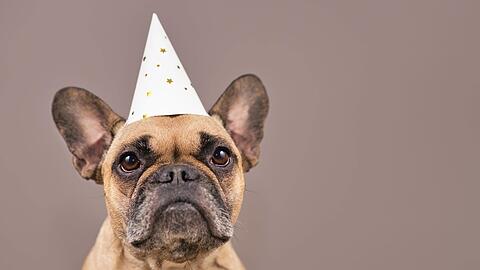 Keine Partylaune: Einige Hunde haben vor Feuerwerk große Angst.