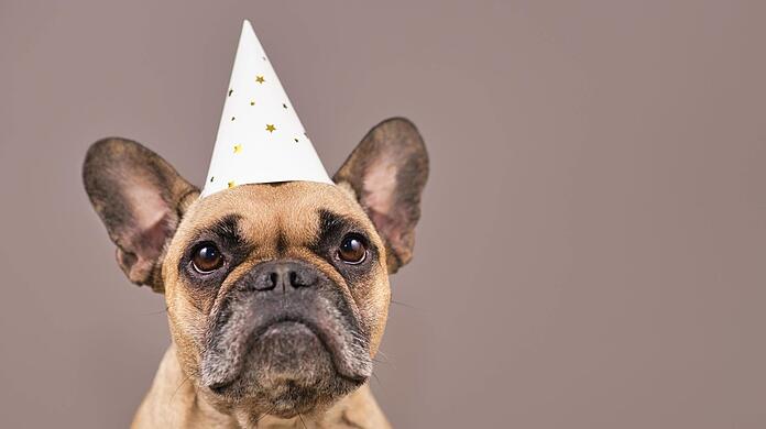 Keine Partylaune: Einige Hunde haben vor Feuerwerk große Angst.