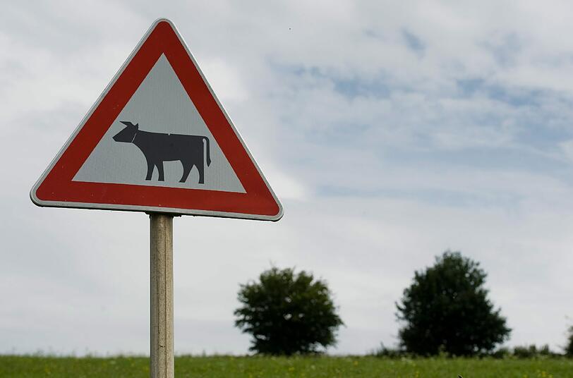 Das Warnschild ist durchaus berechtigt, denn Kuh Yvonne ist schon einmal vor ein Auto gelaufen.