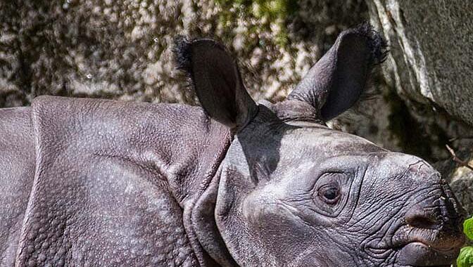 Das Nashornbaby mit seiner Mutter Rapti im Außengehege des Tierpark Hellabrunn. Die Bilder vom ersten Ausflug nach draußen. Das Nashornbaby mit seiner Mutter Rapti im Außengehege des Tierpark Hellabrunn. Die Bilder vom ersten Ausflug nach draußen.
