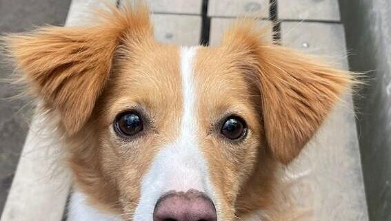 Platz 2: "Bitte, bitte - ich möchte unbedingt auch bei der Wahl zum schönsten Hund Münchens mitmachen." So oder so ähnlich könnten Coopers Gedanken gewesen sein, als dieses Bild aufgenommen wurde. Und was sollen wir sagen: Es hat geklappt Cooper!