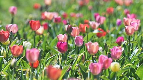 Das Wetter in Bayern soll fr&uuml;hlingshaft bleiben. (Archivbild)