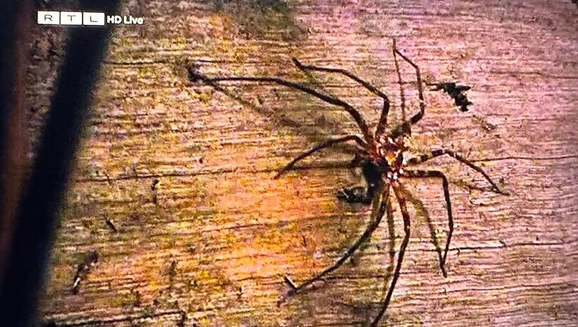 Eine XXL-Spinne verursacht Panik bei einer Dschungelcamperin.