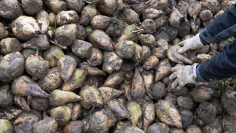 In Bayern sind die Zuckerrübenfelder für diese Saison vielerorts bereits abgeerntet. (Archivbild) In Bayern sind die Zuckerrübenfelder für diese Saison vielerorts bereits abgeerntet. (Archivbild)