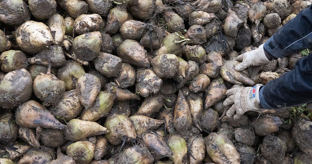 Zu-viele-Zuckerr-ben-auf-dem-Markt