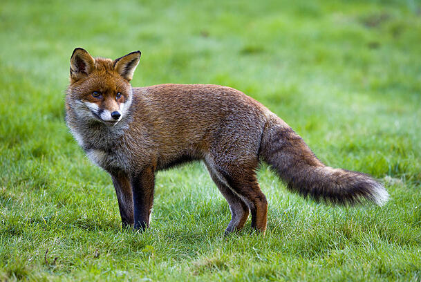Der Fuchs kann durch seine Ausscheidungen den Fuchsbandwurm verbreiten. Der Fuchs kann durch seine Ausscheidungen den Fuchsbandwurm verbreiten.