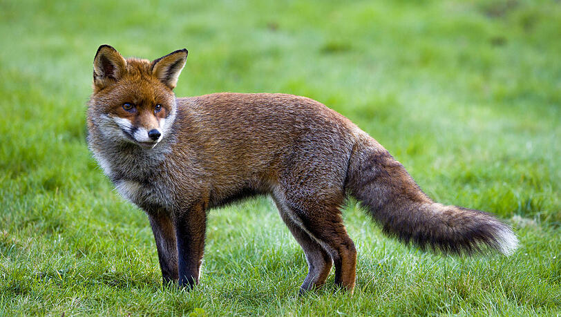 Der Fuchs kann durch seine Ausscheidungen den Fuchsbandwurm verbreiten. Der Fuchs kann durch seine Ausscheidungen den Fuchsbandwurm verbreiten.