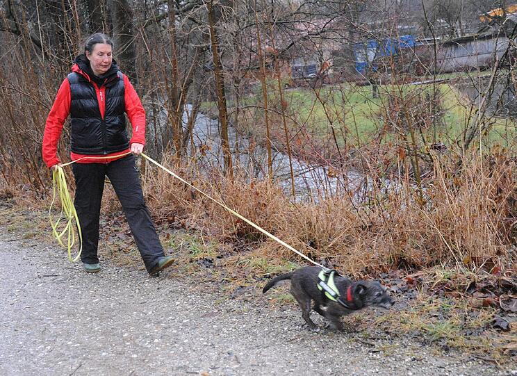 Rommy hat die Spur von Chester aufgenommen und zieht Frauchen Andrea Thiess-Blanke.