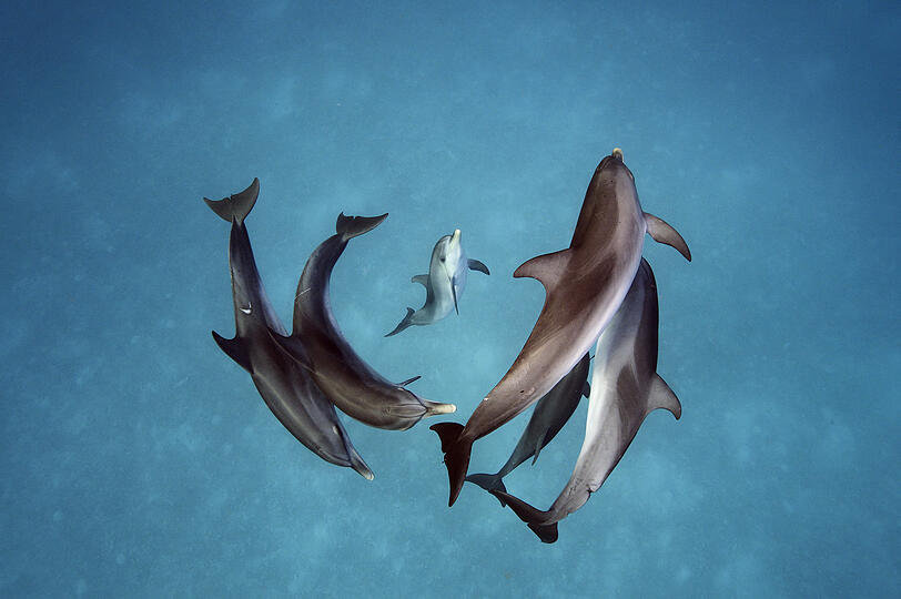 "Wasserballett" hat Brian Skerry dieses Bild genannt, das eine Gruppe von Zügeldelfinen zeigt.
