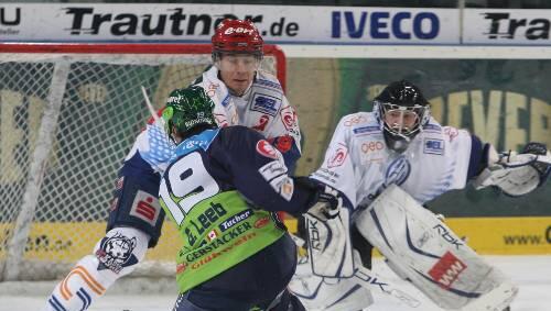 Doppeltorschütze gestern in Mannheim: Tiger-Knipser Greg Leeb (vorne). Doppeltorschütze gestern in Mannheim: Tiger-Knipser Greg Leeb (vorne).