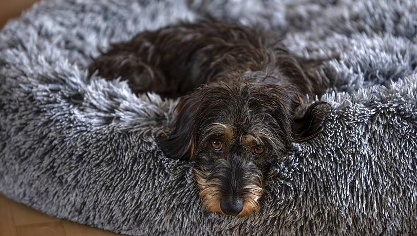 Der Erl&ouml;s kommt dem Tierheim zugute.