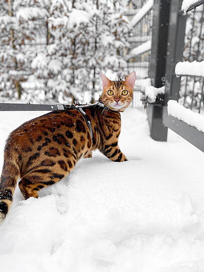 Leopold
