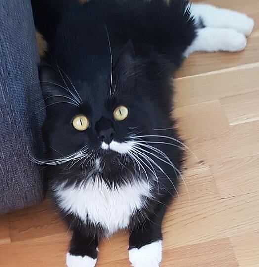 Moritz