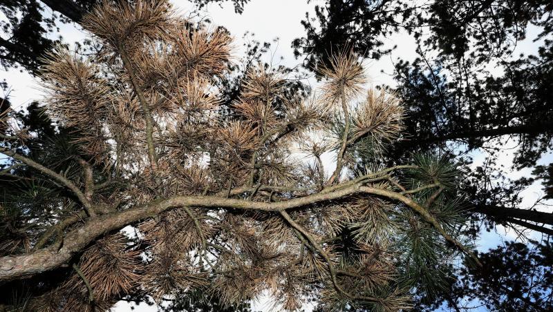 Teilweise braun verfärbt sind die Schwarzkiefern in Deutschlands größtem Schwarzkiefernwald auf dem Volkenberg. Teilweise braun verfärbt sind die Schwarzkiefern in Deutschlands größtem Schwarzkiefernwald auf dem Volkenberg.