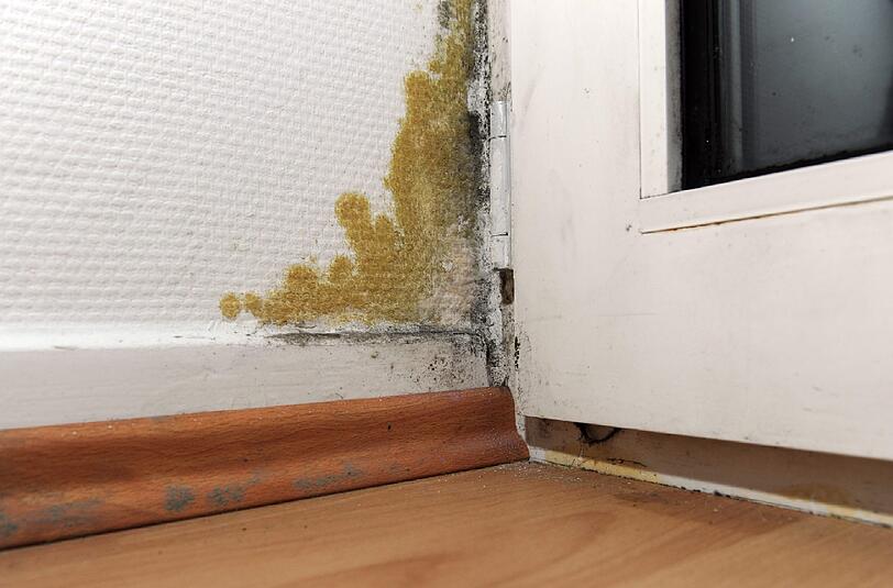 Ein Ärger in jedem Haushalt: Schimmel an der Wand.