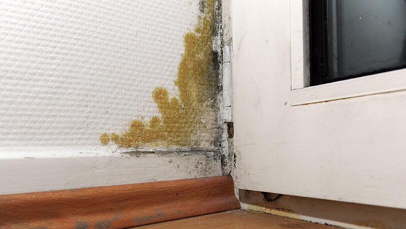 Ein Ärger in jedem Haushalt: Schimmel an der Wand. Ein Ärger in jedem Haushalt: Schimmel an der Wand.