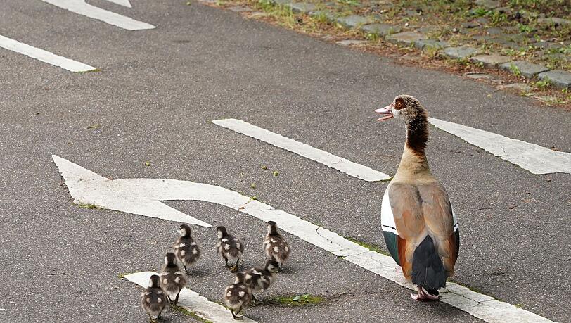 Eine Entenfamilie überquert eine Straße. (Archivbild) Eine Entenfamilie überquert eine Straße. (Archivbild)
