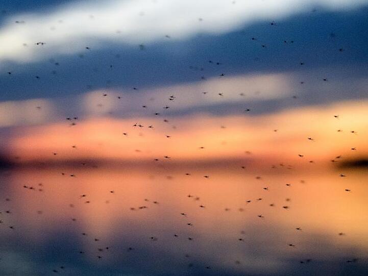 Zahlreiche Mücken fliegen vor dem Abendrot über dem Chiemsee durch die Luft. Foto: Matthias Balk/dpa/Symbolbild