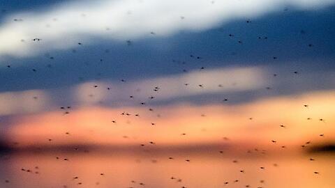 Zahlreiche Mücken fliegen vor dem Abendrot über dem Chiemsee durch die Luft. Foto: Matthias Balk/dpa/Symbolbild