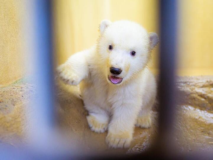Hallo!.
