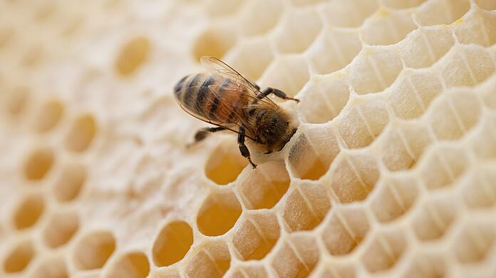 Eine Biene steckt ihren Kopf in den Hohlraum einer Bienenwabe.