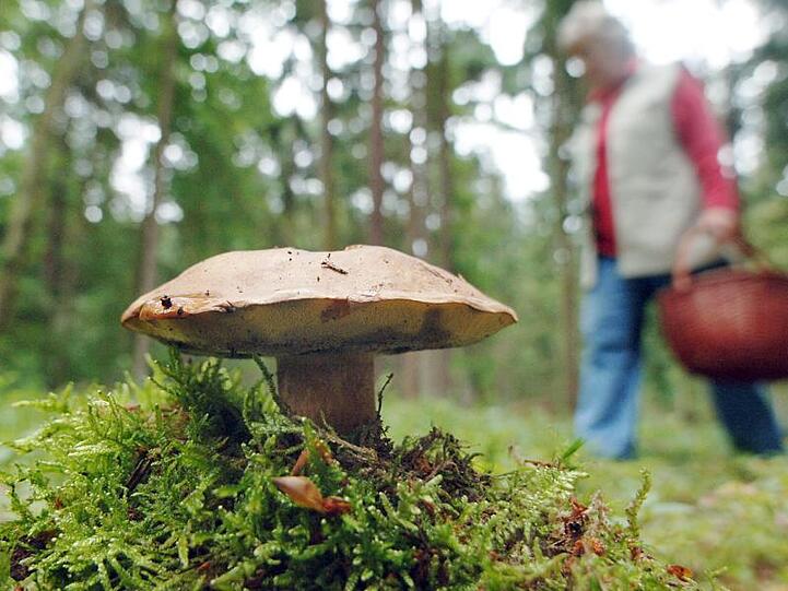 Eine Frau geht an einem Maronenröhrling-Pilz vorbei. Foto: Armin Weigel/dpa