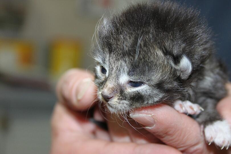 Ganz junge und ältere Katzen warten im Tierheim auf ein neues Zuhause - bis sie vermittelt werden, kosten sie den Tierschutzverein viel Geld. Deshalb gibt's jetzt eine Benefizveranstaltung.