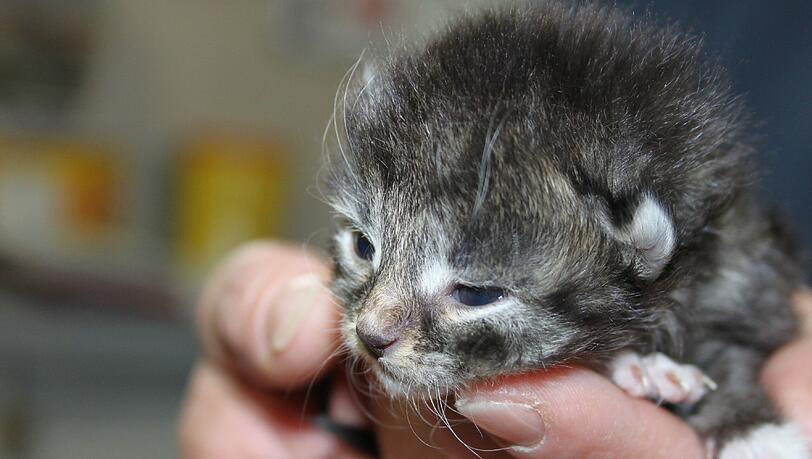 Ganz junge und ältere Katzen warten im Tierheim auf ein neues Zuhause - bis sie vermittelt werden, kosten sie den Tierschutzverein viel Geld. Deshalb gibt's jetzt eine Benefizveranstaltung. Ganz junge und ältere Katzen warten im Tierheim auf ein neues Zuhause - bis sie vermittelt werden, kosten sie den Tierschutzverein viel Geld. Deshalb gibt's jetzt eine Benefizveranstaltung.