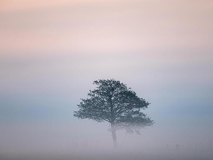 Ein Baum auf einer Wiese in Nordniedersachsen ist vom Nebel umgeben.