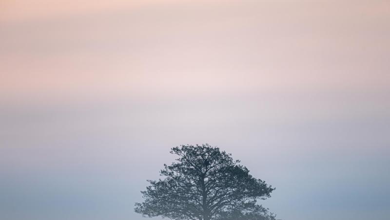 Ein Baum auf einer Wiese in Nordniedersachsen ist vom Nebel umgeben. Ein Baum auf einer Wiese in Nordniedersachsen ist vom Nebel umgeben.