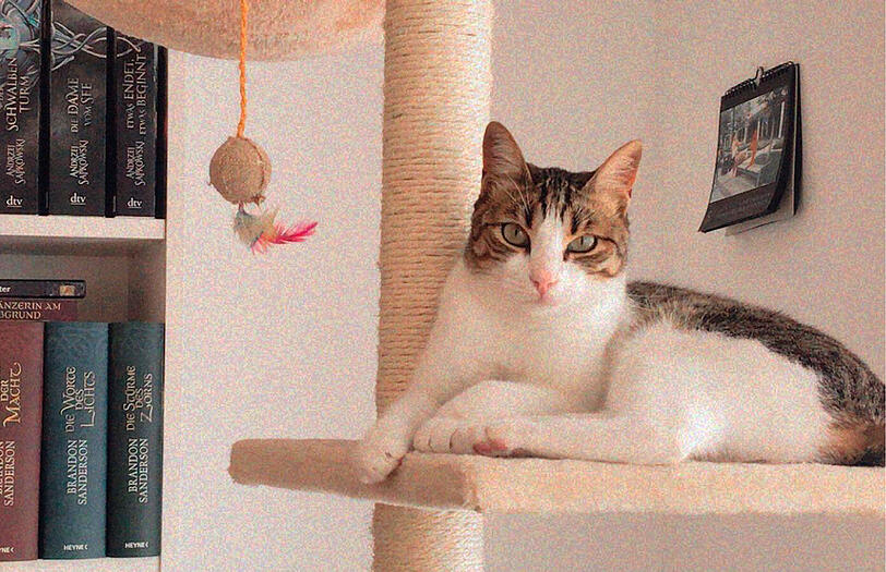 Tessy