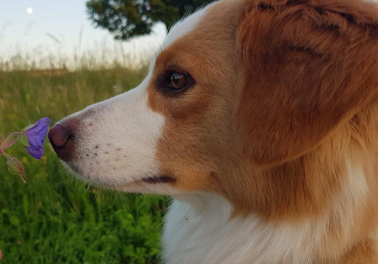 Kira