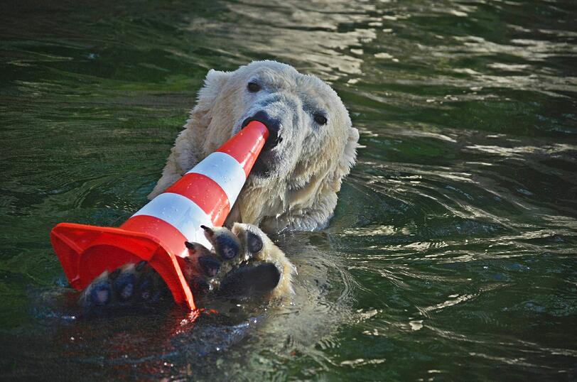 Die Zeit, bis er seinen Nachwuchs sehen darf, vertreibt sich Eisbär Jogi mit Spielen