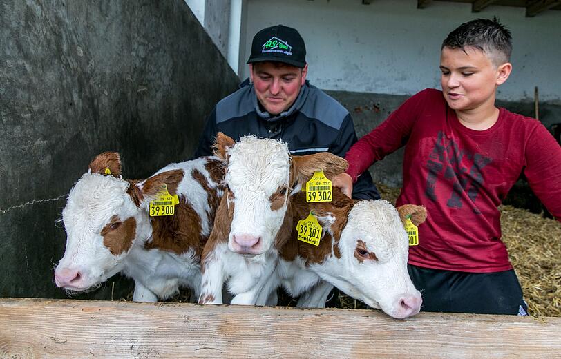 Landwirt Simon Hartmann (links) kümmert sich mit seinem Cousin Felis Hiesinger auf der Alpe Metzeberg um die Kälberdrillinge.